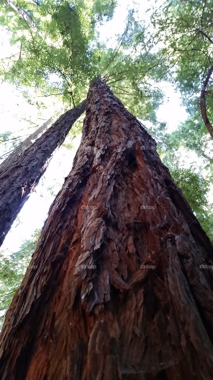 Low angle view of redwood tree