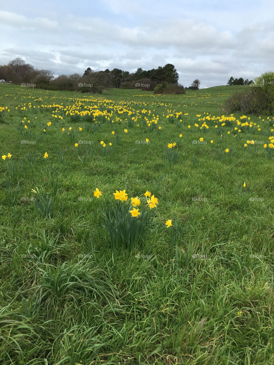 Fields of daffodils