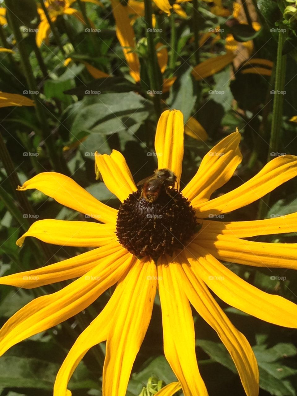 Bee in flower