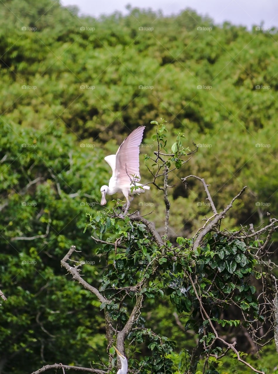 Brazilian bird exhibiting itself in the nest