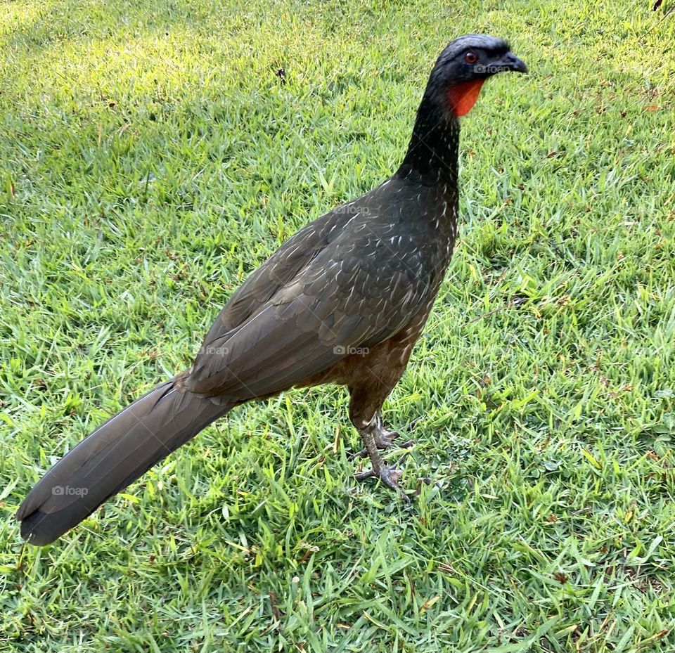 A real Jacu walking in the Serra do Japi.  He is meek and used to eat bananas in our hand. / Um legítimo Jacu passeando na Serra do Japi. Ele é manso e costumar comer banana em nossa mão. 