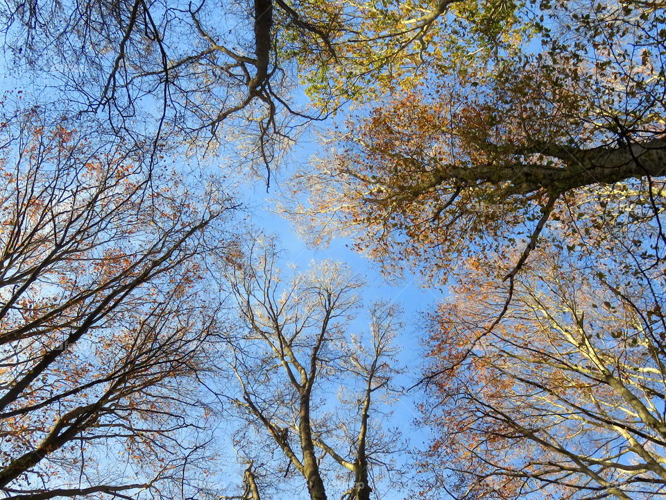 from the bottom To the top of the trees