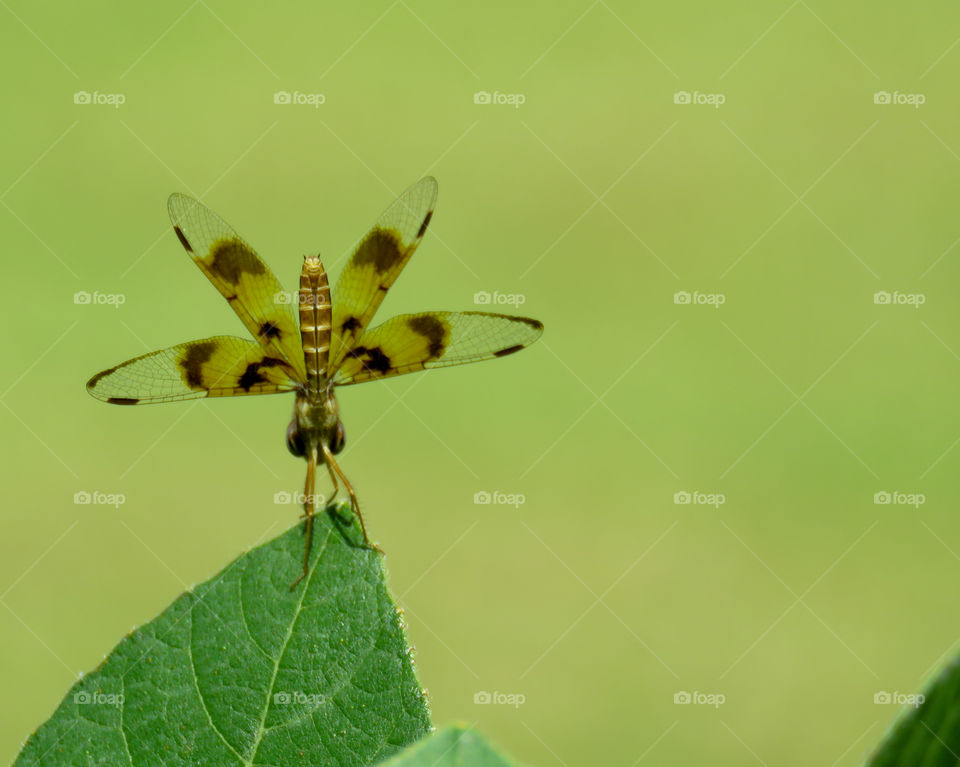 baby dragonfly