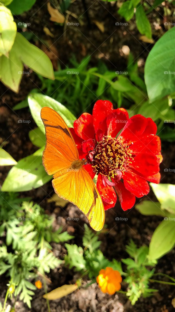 orange flower orange butterfly