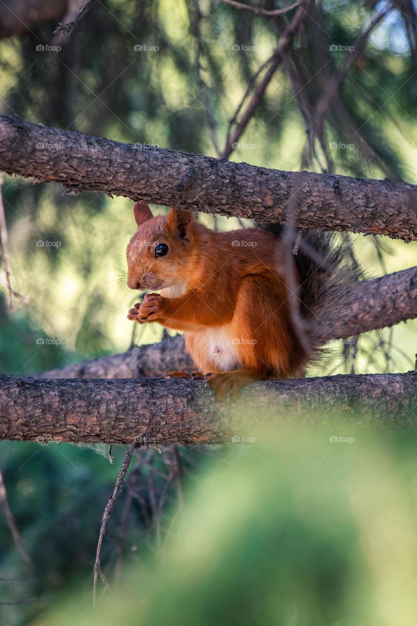 Squirrel is sitting in the tree in the park 