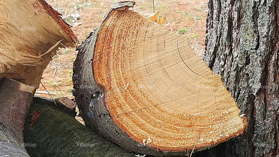 cut tree log with growth rings