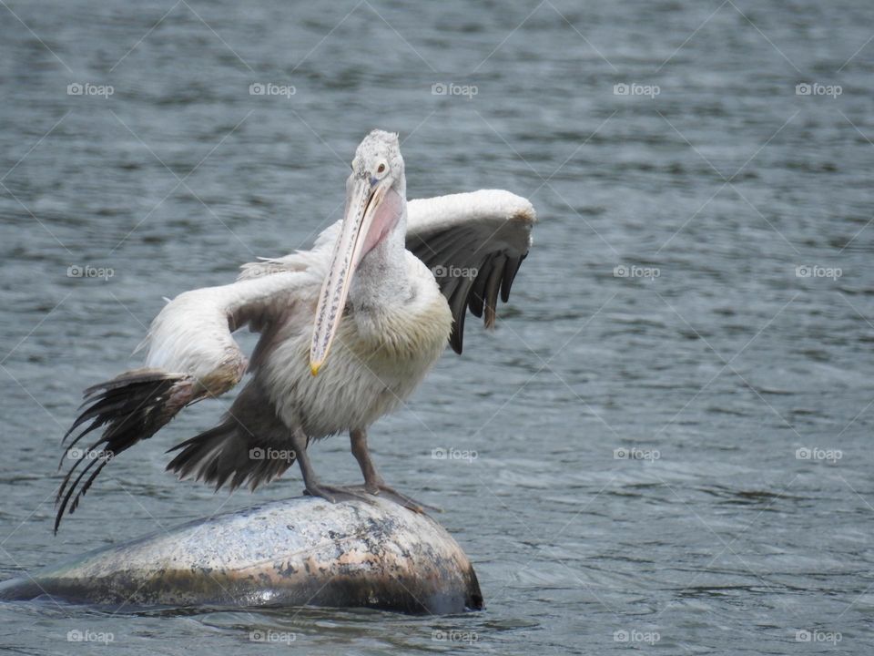 Dalmatian pelican