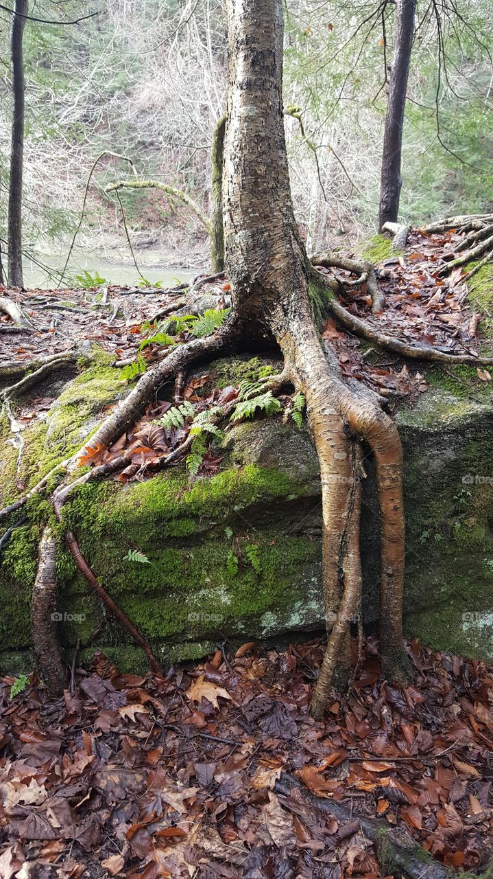 Amazing trees growing roots across boulders