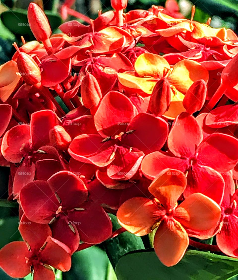 Fiery orange-red Ixora flowering schrub