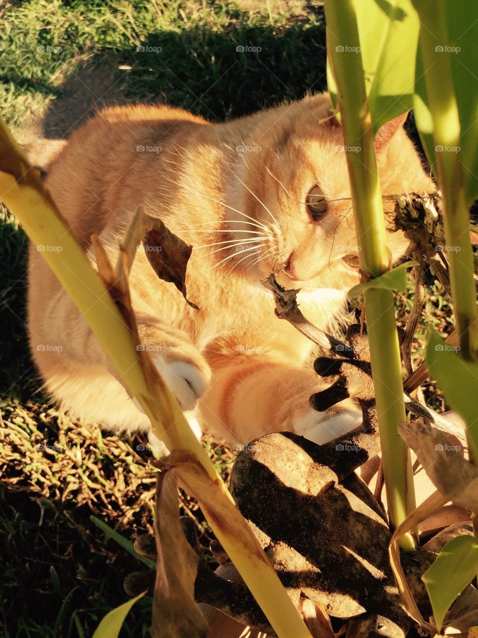 Big orange cat playing in the green tall flower stalks, with a looking at her prey, face. 