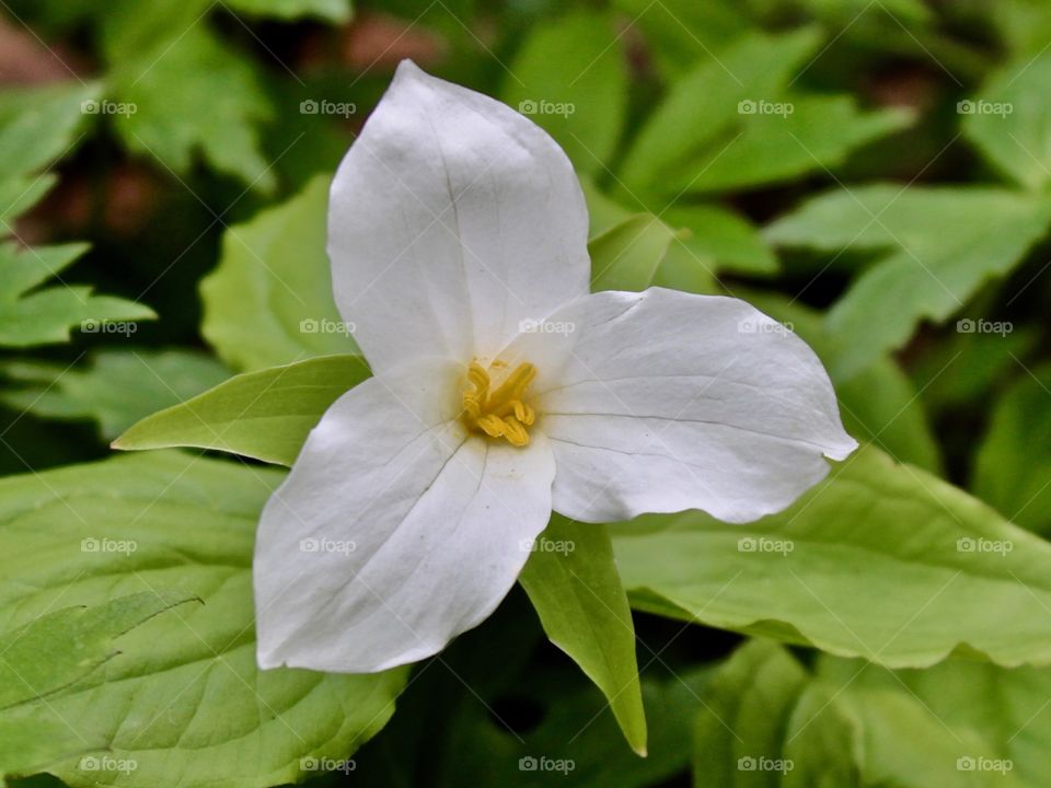 Trillium flower