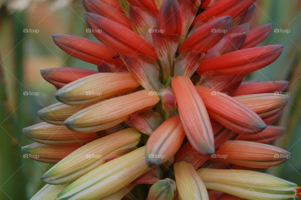 Close-up of a exotic plant 