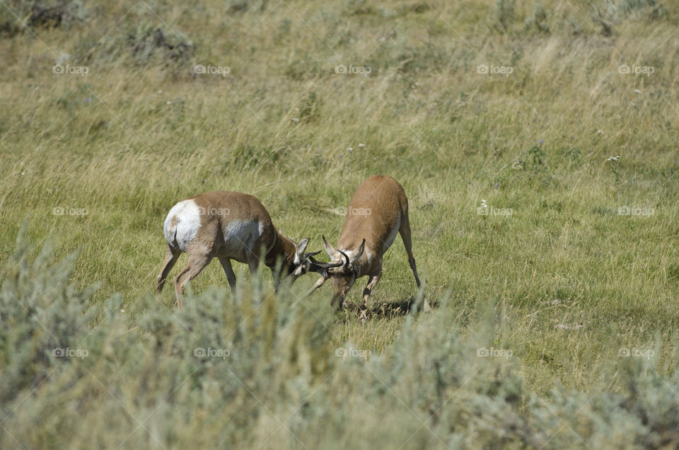 A duel between two Pronghorn Deer in Yellowstone National Park