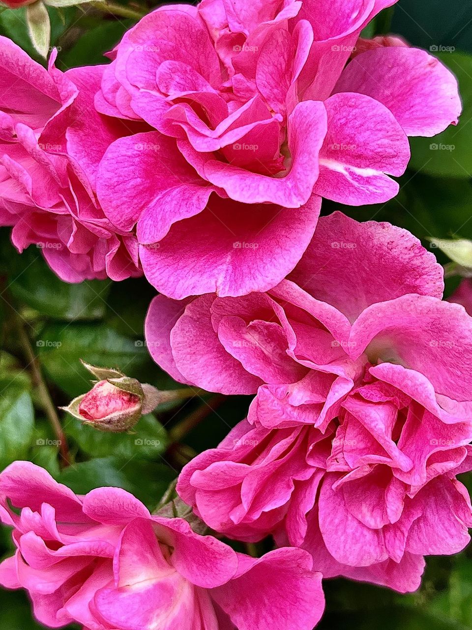 Pink Roses