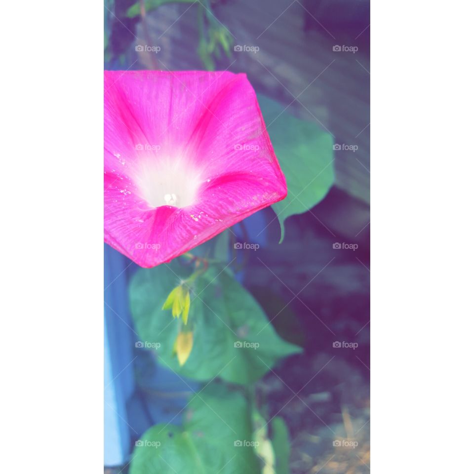 No Person, Nature, Summer, Leaf, Bright