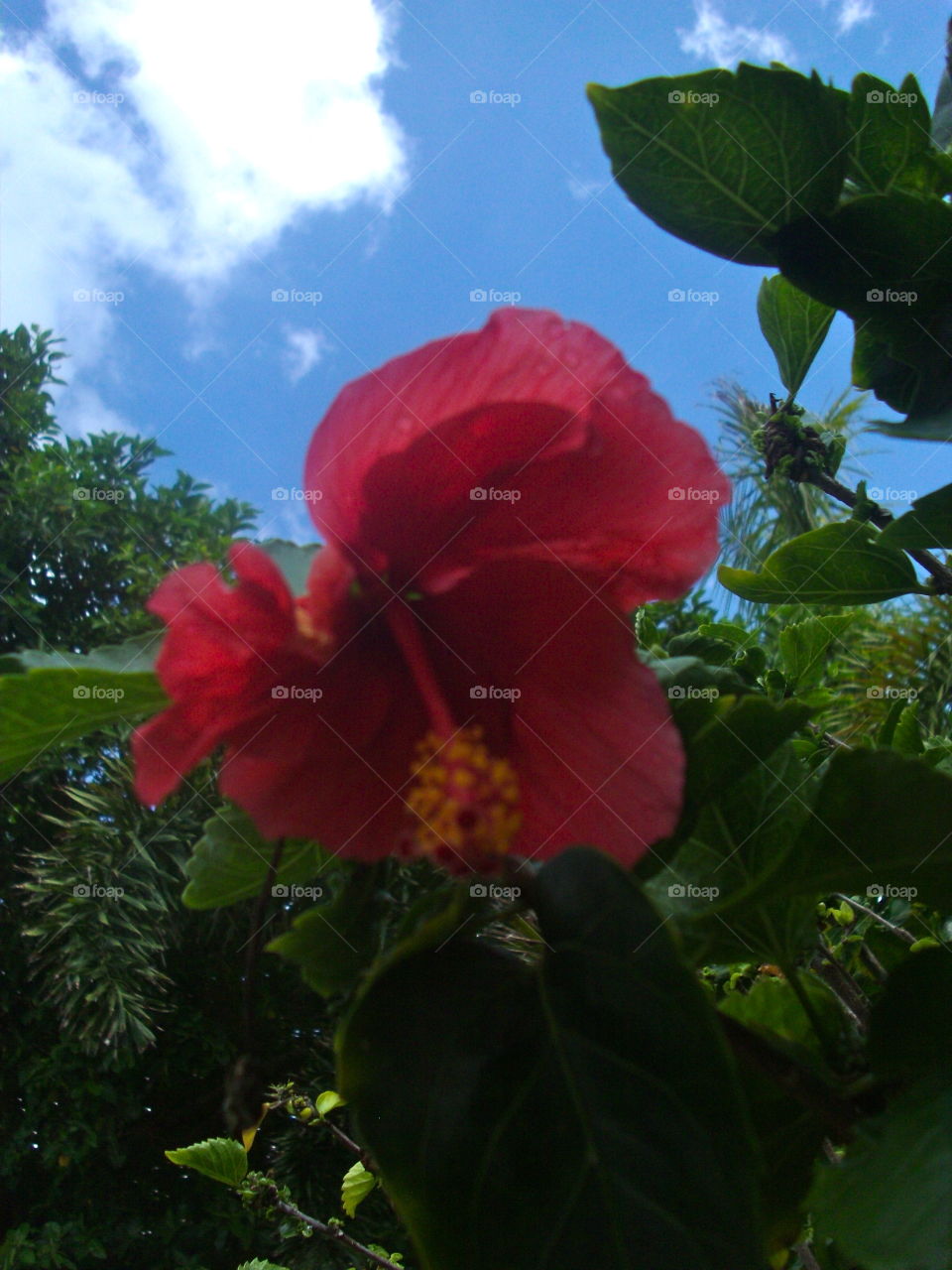 Flower, No Person, Nature, Leaf, Flora