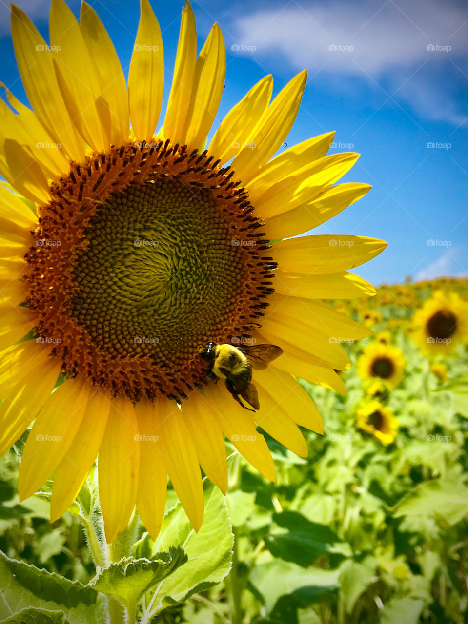 Bright and glorious sunflowers 