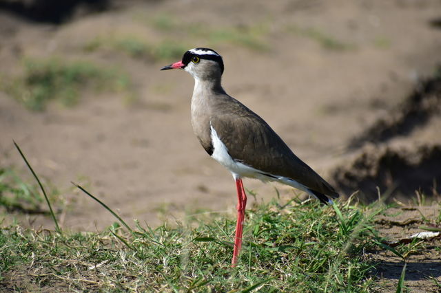 Shore Bird