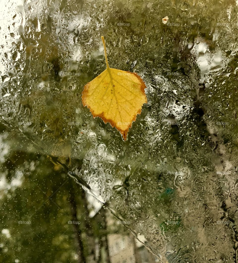 Yellow birch leaf on wet glass