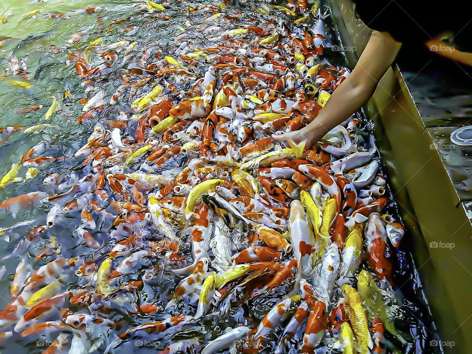 Fancy carp colorful bright on the water eating food.