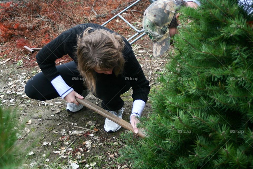 Cutting a Christmas tree 