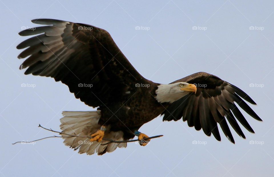 Bald Eagle with Stick for Nest