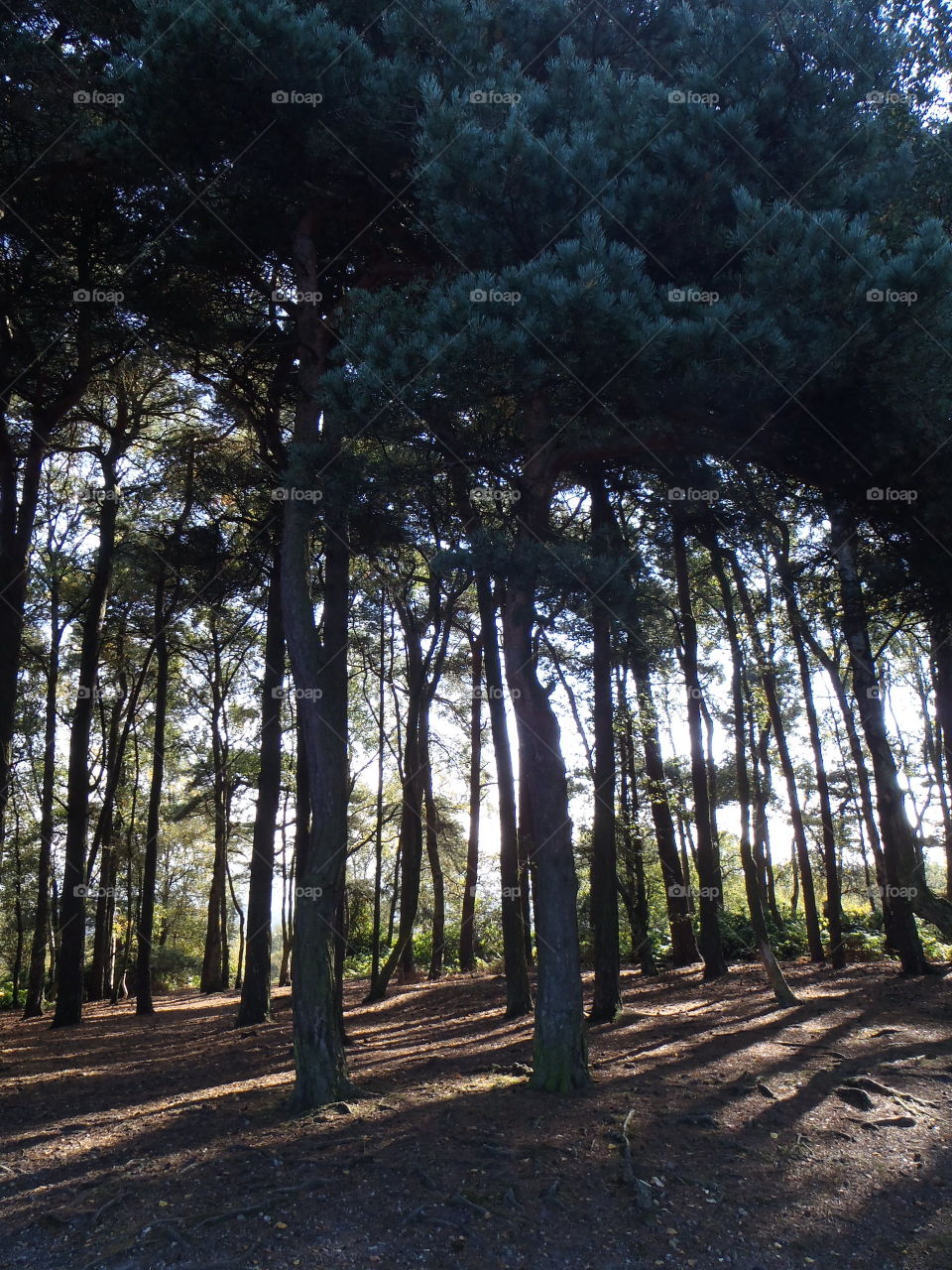 Light through the pine trees. Lickey hills country park Birmingham UK 