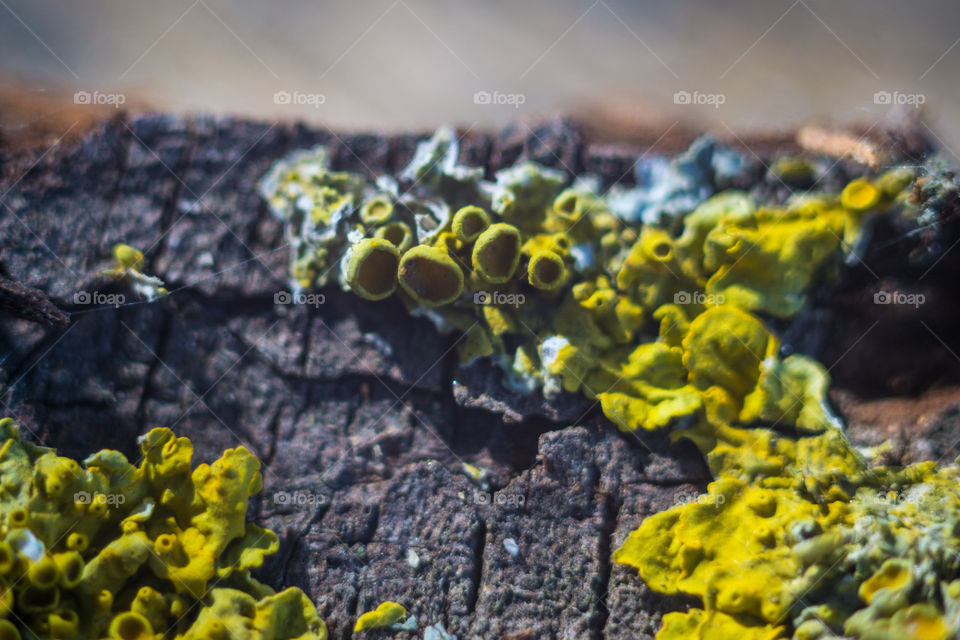 Yellow  moss macro