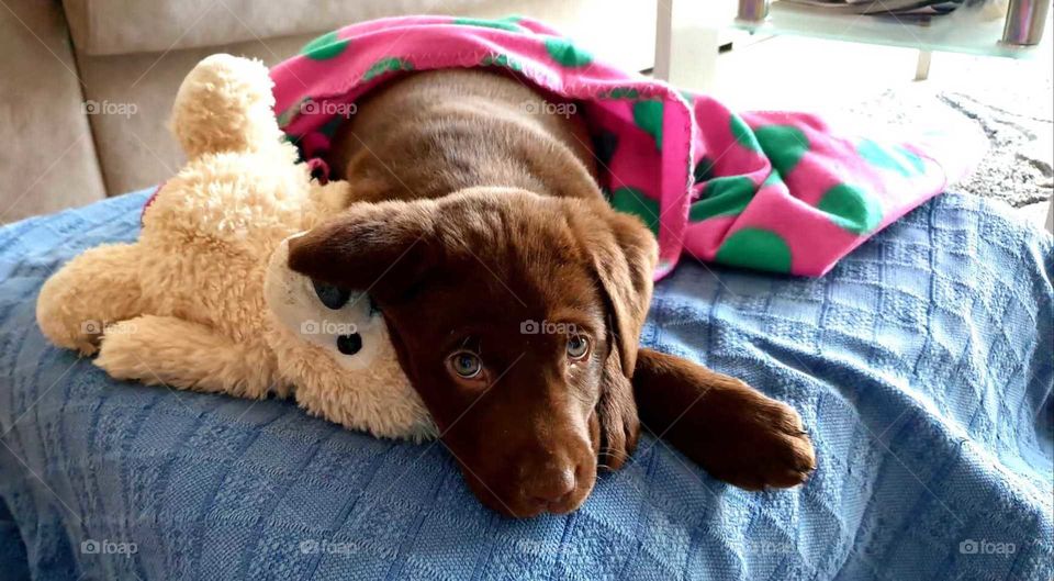 Labrador#dog#pet#canine#cute#relax