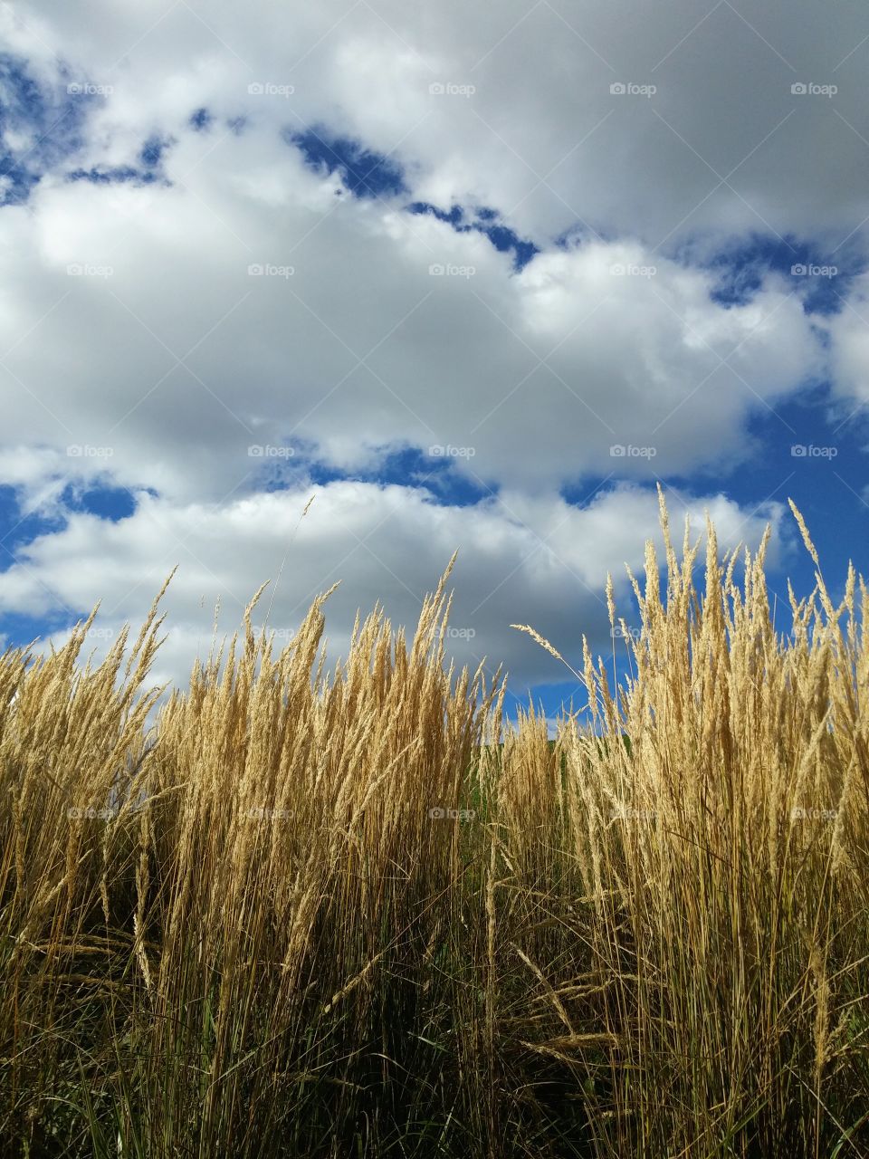 Weed against cloudy sky