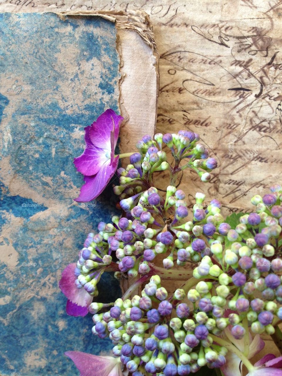 Handwriting from 18th century with flowers and book