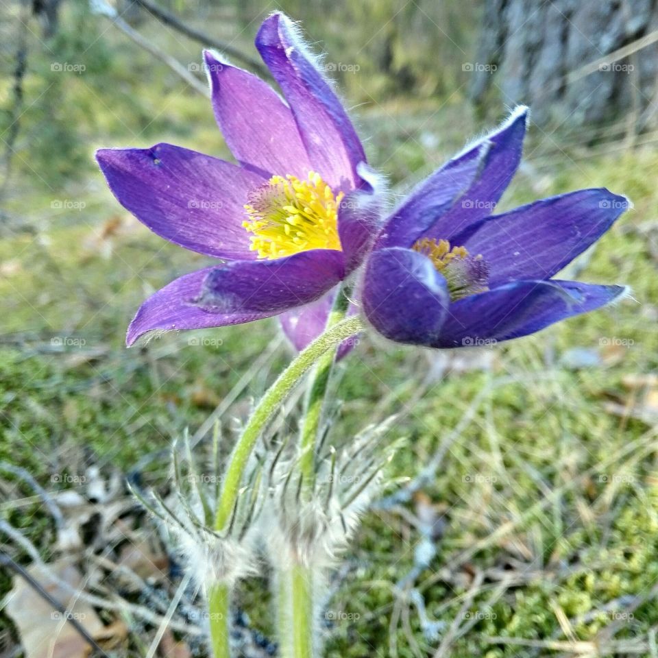 Spring flowers. Pulsatilla vulgaris.