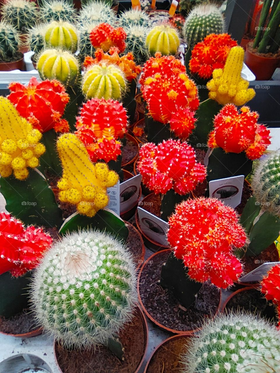 small colored cacti in pots