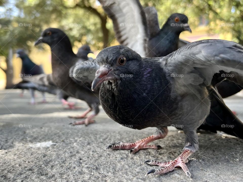 Pigeons 