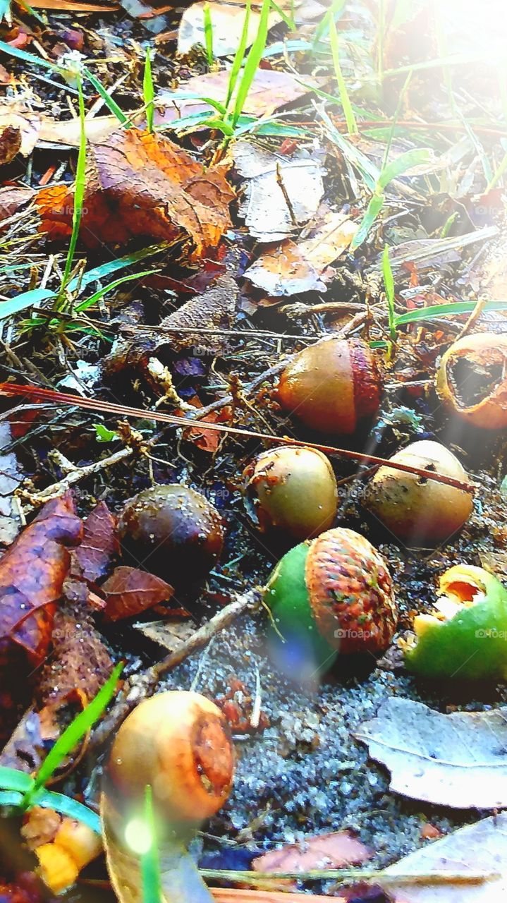 first signs of autumn leaves on the ground pine nuts oak nuts acorns  brown and green foliage laying on the damp ground