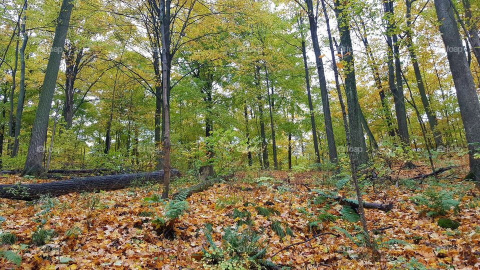 trees fallen in nature's beauty
