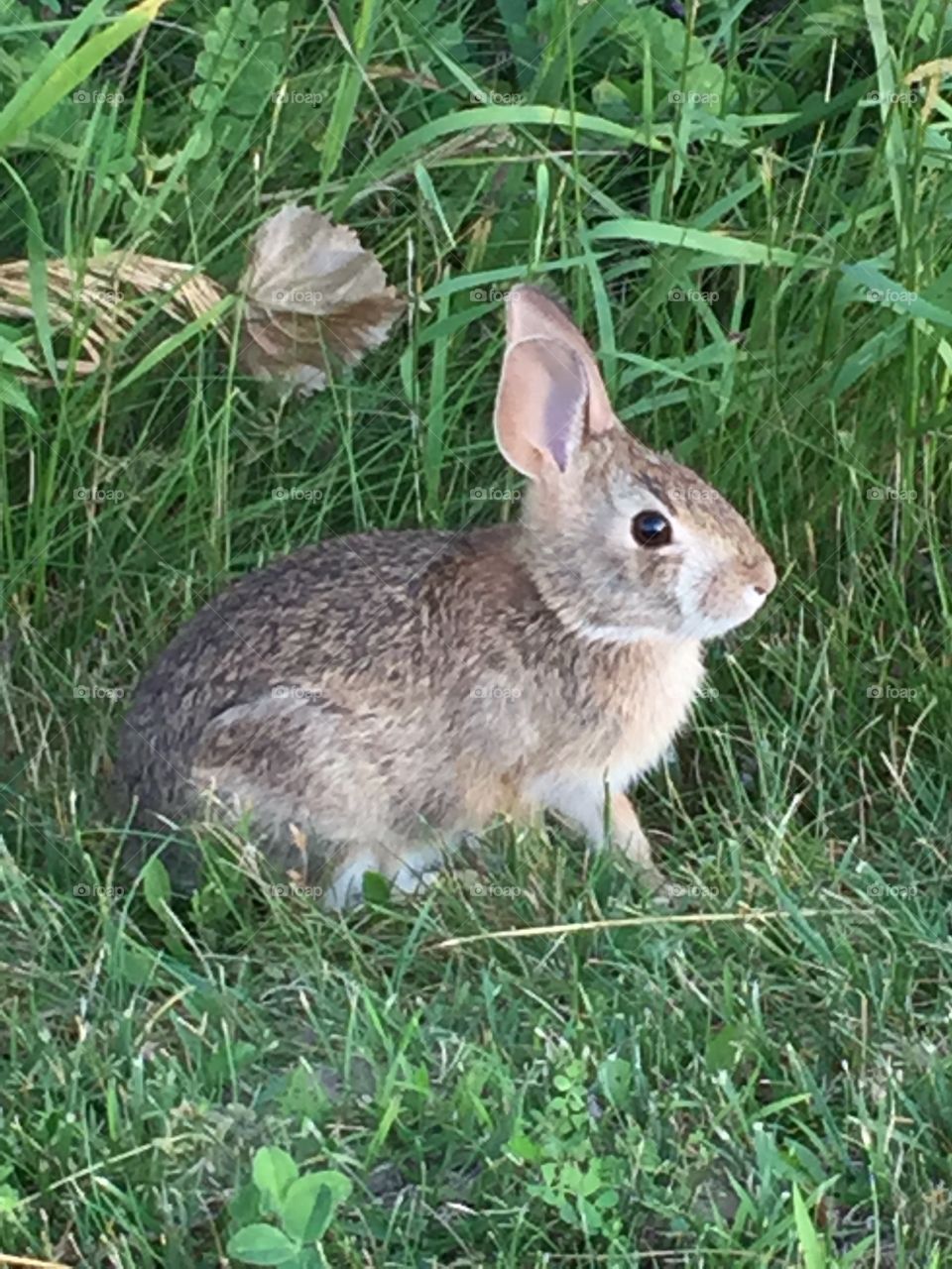 Wild Vermont bunny 