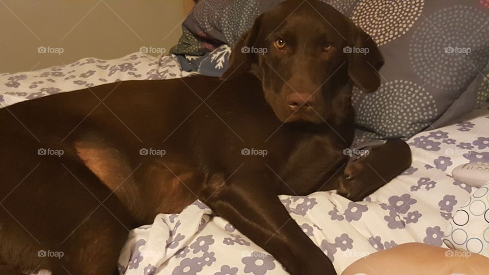 Chocolate Lab laying in owners bed with head on pillow
