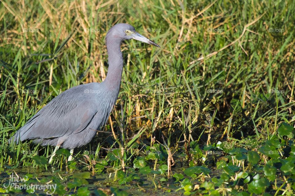 Little Blue Heron