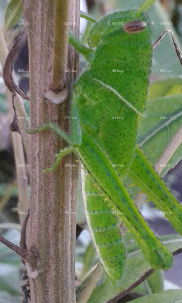 Grasshopper