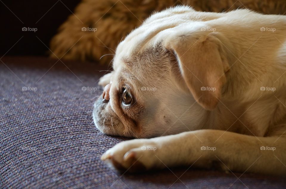 An adorable puppy pug enjoys a relaxing day on the couch.