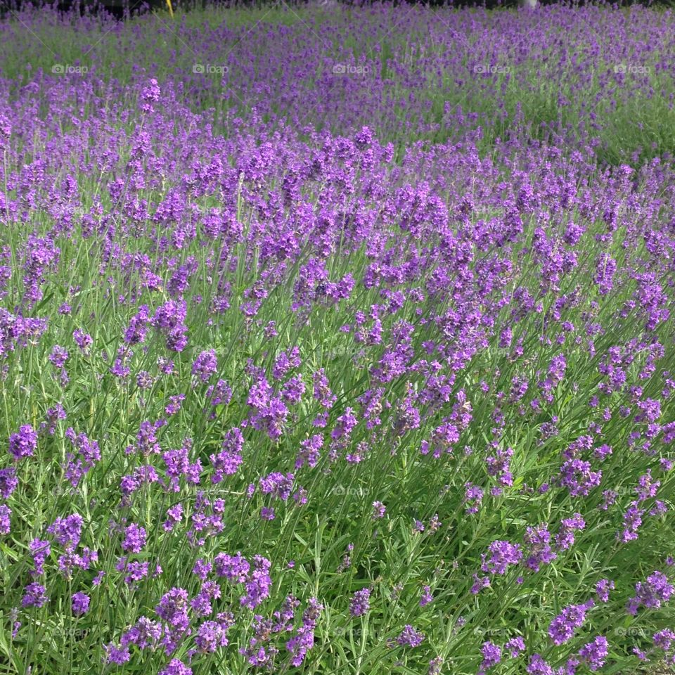 Garden purple lilac flower plant 