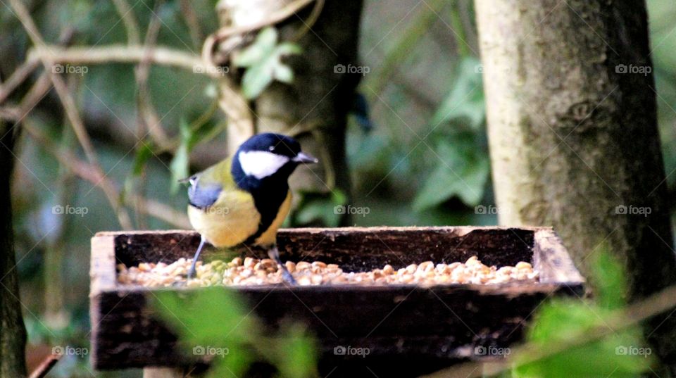 Taking advantage of the feeder placed at the canalside