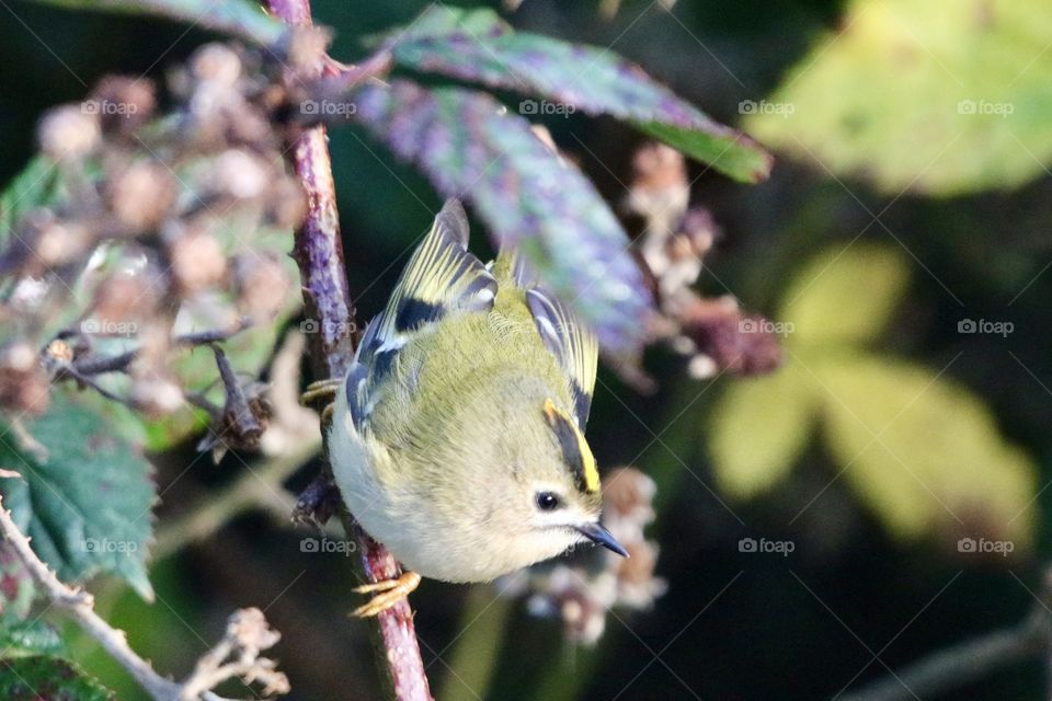 Goldcrest 