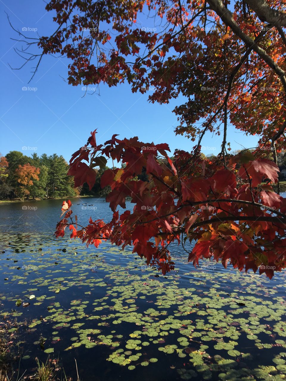 The red leaves of the tree contrast nicely with the blue water of the pond and the green of the lily pads. Little snapshot of a crisp New England fall day