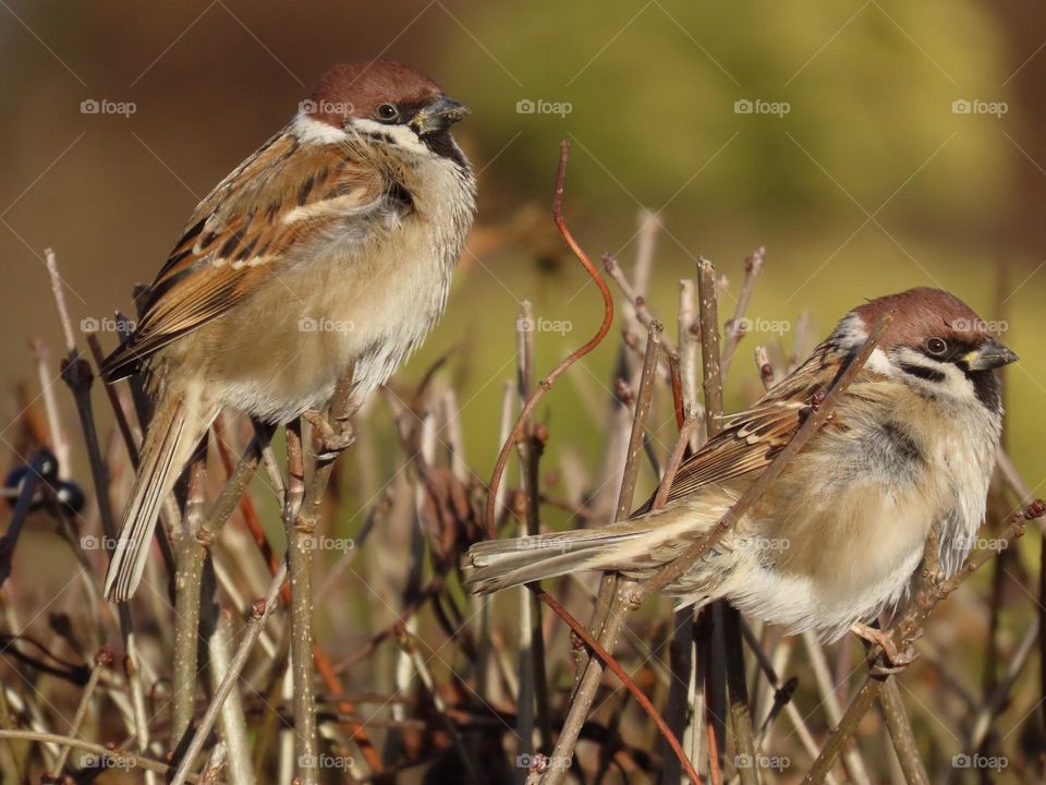 Sparrows