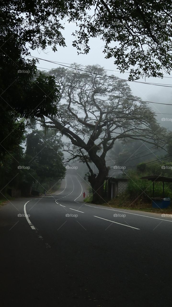 fog morning..A sparkling road with a foggy morning