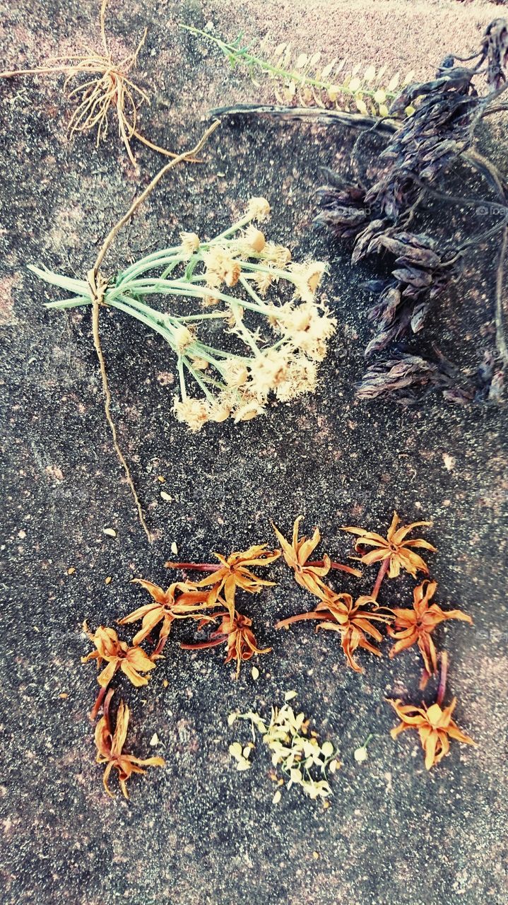 Nature, Closeup, Dry, No Person, Desktop