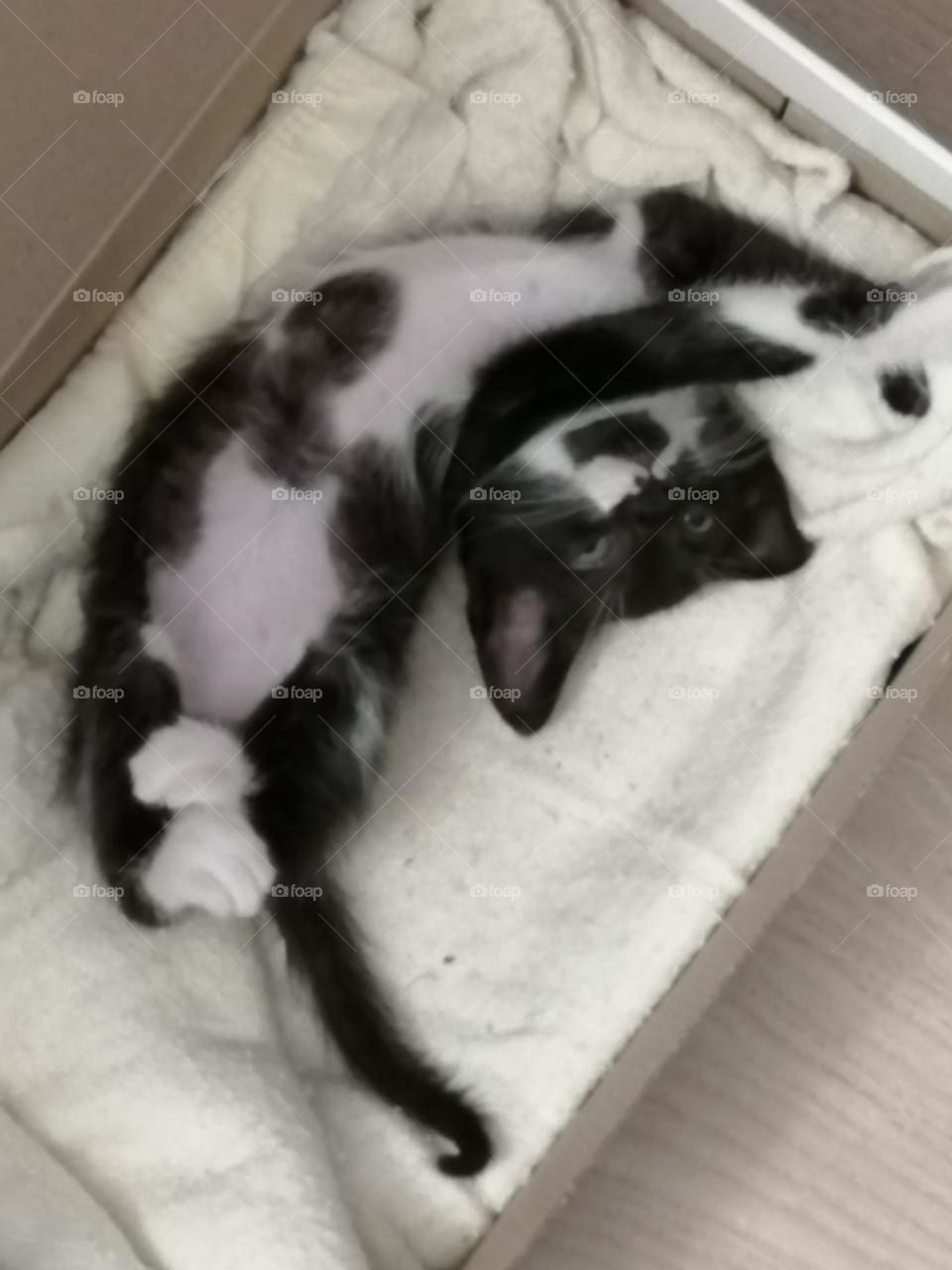 tuxedo kitten / gatito blanco y negro