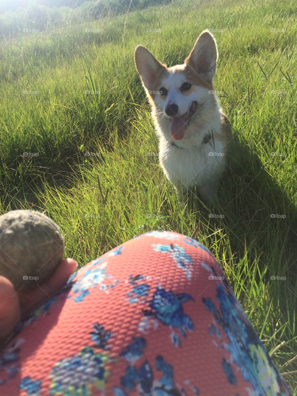 Corgi says what 